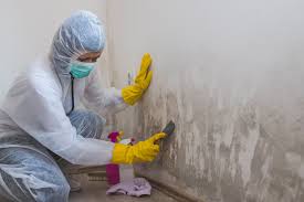 Reliable Sullivan, IL Mold Removal & Remediation Solutions